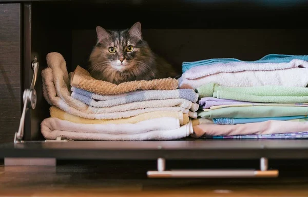 灰蒙蒙的绒毛猫躺在壁橱里一堆床单上 — 图库照片