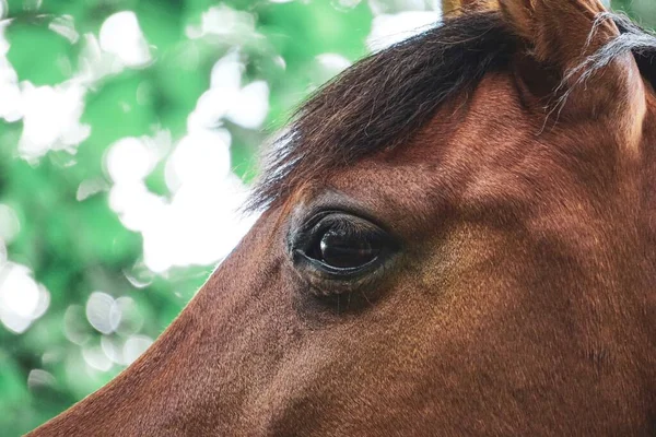 Beautiful Brown Horse Eye Portrait Meadow — ストック写真