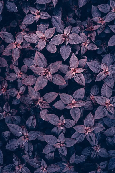 Розовые Фиолетовые Листья Растений Природе Весной — стоковое фото