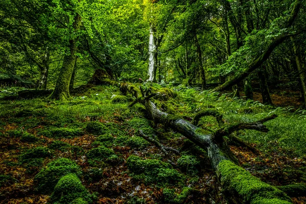 Gyönyörű Fénykép Egy Varázslatos Zöld Erdő — Stock Fotó
