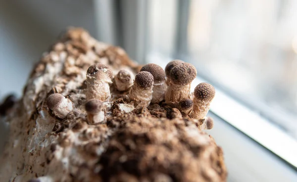 Setas Shiitake Bloque Micelio Chinos Tradicionales —  Fotos de Stock