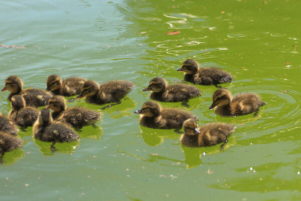 small ducklings swimming in a lake