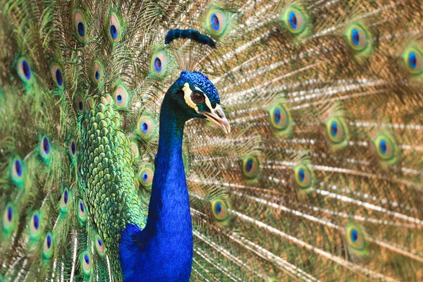 Pavão Incrível Com Belas Penas — Fotografia de Stock