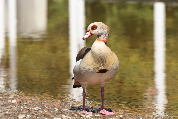 Beautiful Egyptian Goose Lake — ストック写真