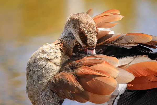 Beautiful Egyptian Goose Lake — Stock Photo, Image