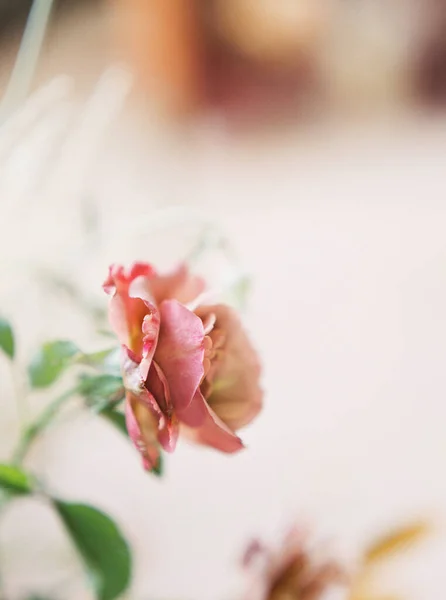 Side View Close Pink Rose — ストック写真