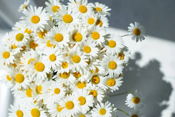 Nahaufnahme Von Gänseblümchen Kamille Der Sonne — Stockfoto