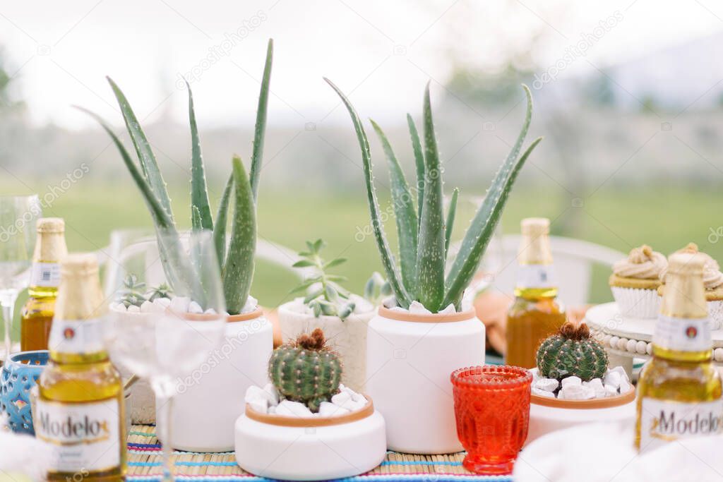 alo vera and cactus on cinco de mayo party table
