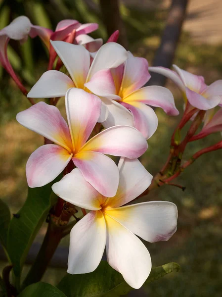 番茄红花和白花热带花 水仙花在树上盛开 矿泉花 — 图库照片