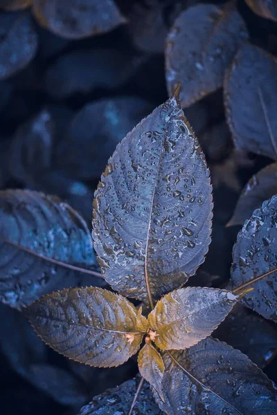 Капли Дождя Голубой Фиолетовый Листья Растений Весной — стоковое фото