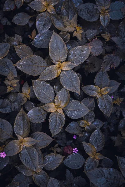 春には青い植物が庭に出て — ストック写真