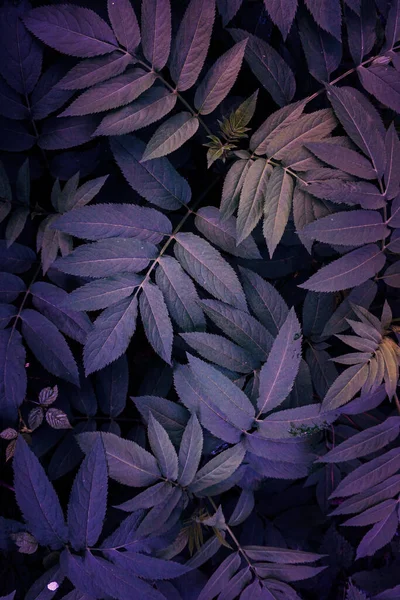 Синьо Фіолетове Листя Рослини Саду Навесні — стокове фото
