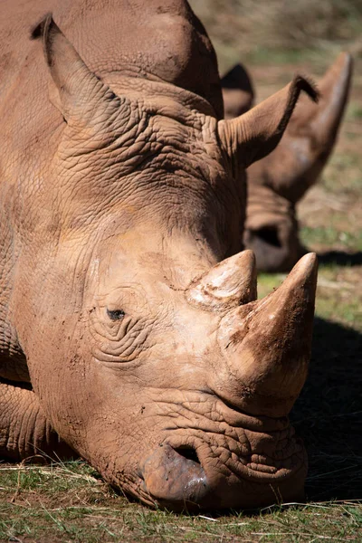 Nosorožec Chodí Čerstvou Trávu — Stock fotografie