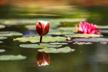 Pembe nilüfer çiçeği ve gölette yeşil yapraklar.