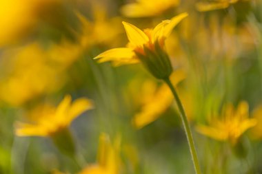 Yumuşak Arnica, Ansel Adams Wilderness, Kaliforniya