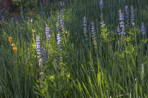 Wildflowers Meadow Ansel Adams Wilderness California Usa — 图库照片