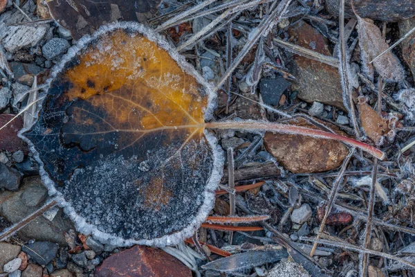 Aspen Leaf Parker Lake Ansel Adams Wilderness California — 스톡 사진