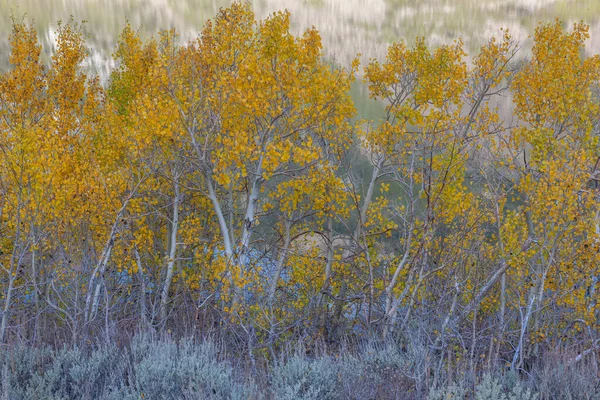 Aspen Trees Parker Lake Ansel Adams Wilderness Californie — Photo