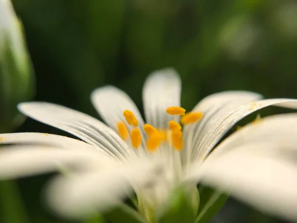 Μακροχρόνια Μοναχικό Λευκό Λουλούδι Λιβαδιού — Φωτογραφία Αρχείου