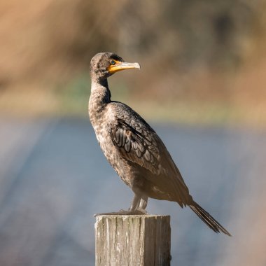 Dalgalanan kuş, Lakeland, Florida ABD 'deki göl kenarındaki kışlada duruyor.