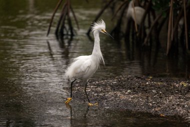 Karlı Akbalıkçıllı Florida 'lı kuş kasıla kasıla yürüyor.