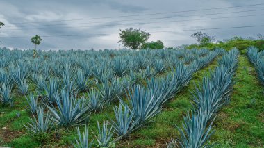 Tekila yapmak için tarlada mavi agave tarlası