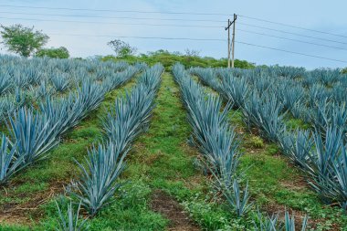 Tekila yapmak için tarlada mavi agave tarlası