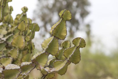 Candelabra Cactus branches with spade shaped branches clipart