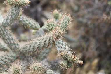 Küçük Coastal Cholla şubeleri, Cylindropuntia