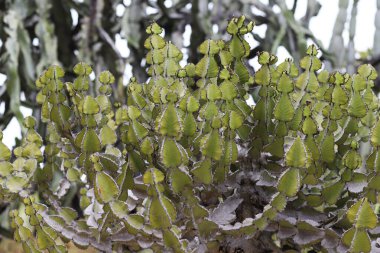 Bir grup küçük Afrika Süt Ağacı dalı