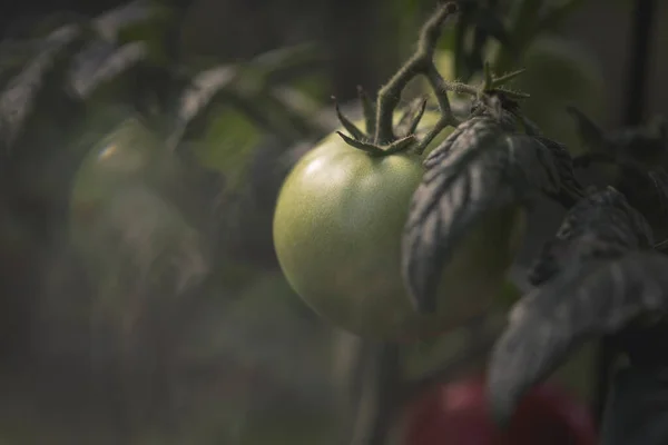 Growing Tomatoes Pots Orlando Florida — Stock Photo, Image