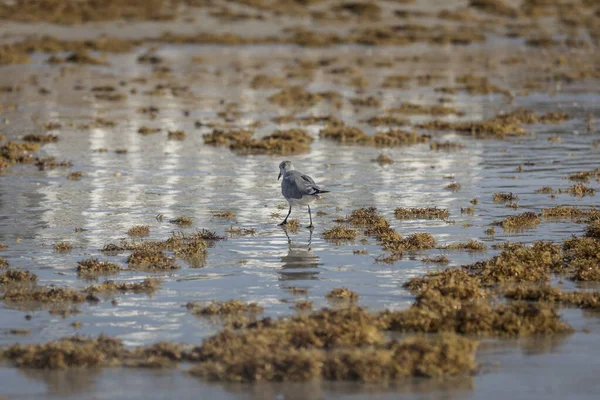 Promenades Oiseaux Parmi Sable Mouillé Chatoyant Les Algues Plage — Photo