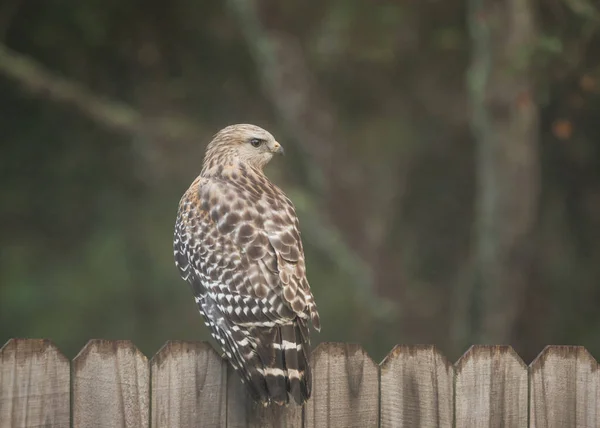 Hawk Posa Cerca Del Vecindario Orlando Florida —  Fotos de Stock