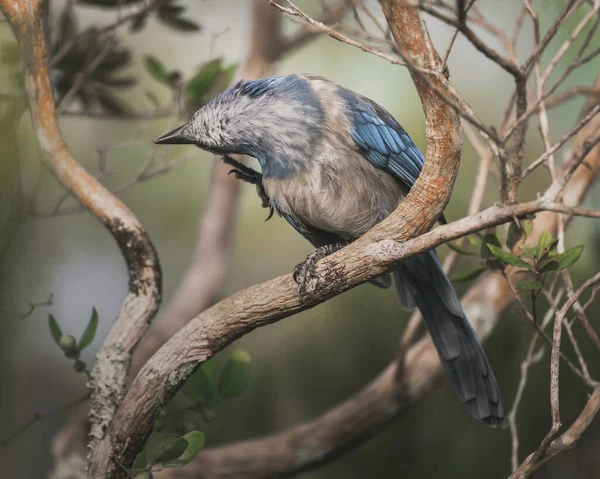 Blue Florida Scrub Jay Pasăre Perches Ramură Zgârieturi Cap — Fotografie, imagine de stoc