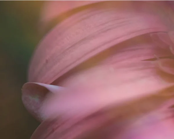 Narin Pembe Çiçek Yaprakları Makro Yakın Çekim Detayları — Stok fotoğraf