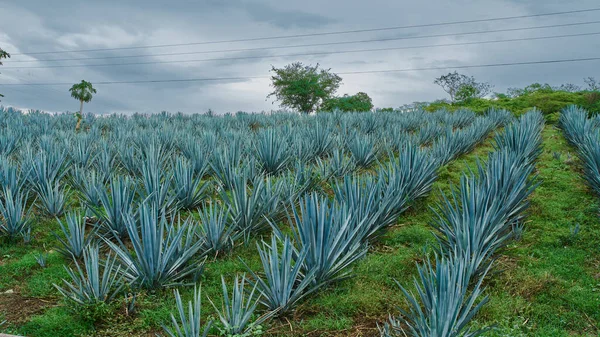 Plantação Agave Azul Campo Para Fazer Tequila — Fotografia de Stock