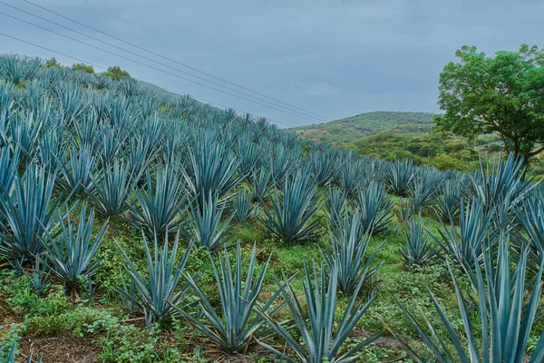 Plantação Agave Azul Campo Para Fazer Tequila — Fotografia de Stock