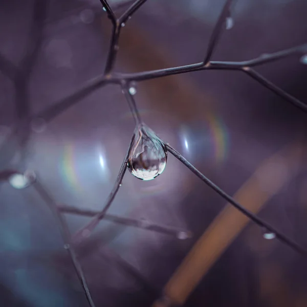 Raindrop Plant Rainy Days Springtime — Stock Photo, Image