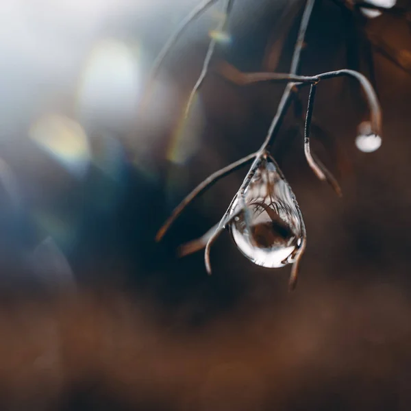 Regentropfen Auf Die Pflanze Regentagen Frühling — Stockfoto