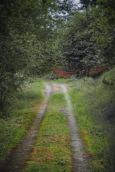 Pista Con Vegetación Verde Montaña Primavera —  Fotos de Stock