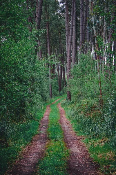 Spår Med Grön Vegetation Fjället Våren — Stockfoto