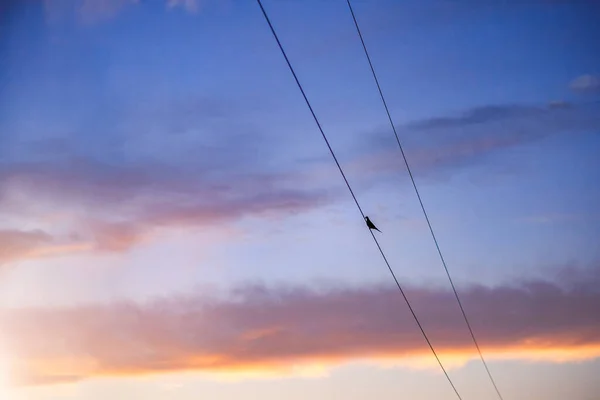 Oiseau Assis Sur Les Lignes Électriques Pendant Coucher Soleil — Photo