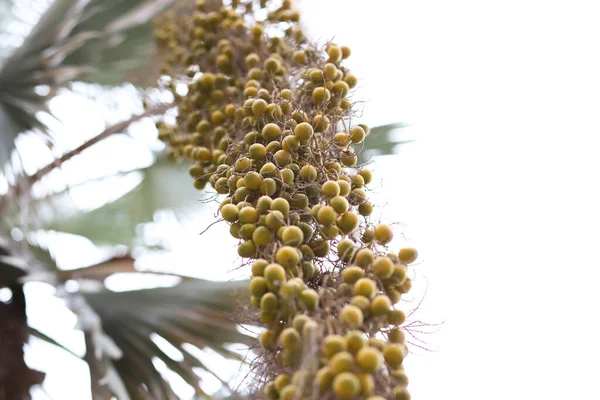 Palmzaadjes Die Aan Een Palmboom Hangen — Stockfoto