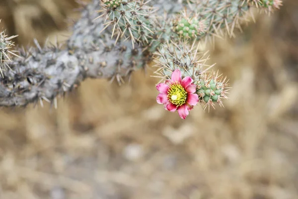 Rosy Pincushion Flor Cacto Plena Flor — Fotografia de Stock