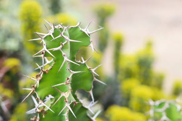 Euphorbia Grandicornis Cactus Con Espinas — Foto de Stock