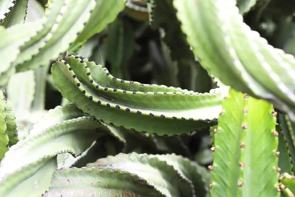 Bir Euphorbia Ingens Şubesinin Kapanışı — Stok fotoğraf