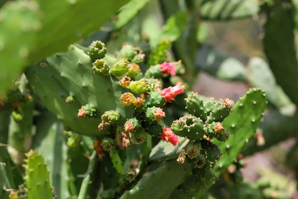 Pêra Espinhosa Também Conhecida Por Cacto Nopal Cochineal — Fotografia de Stock