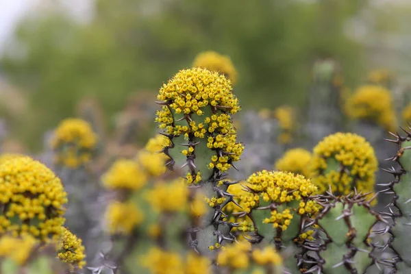Euphorbia Resinifera Fleur Avec Des Fleurs Jaunes — Photo