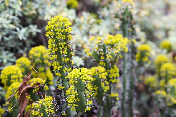Flores Purga Resina Amarelas Brilhantes — Fotografia de Stock