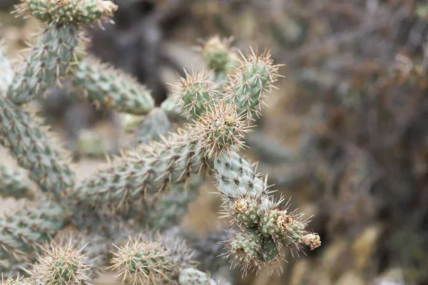 Pequenos Ramos Cólla Costeira Cylindropuntia — Fotografia de Stock